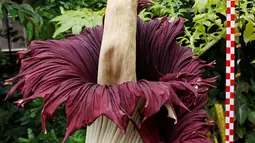 Bunga bangkai Titan Arum asal Sumatera, yang dipamerkan di taman botani, Brussels, Belgia, Kamis (28/7). Bunga bernama latin 'Amorphophallus titanum' itu menyedot perhatian wisatawan di sana. (REUTERS/Francois Lenoir)