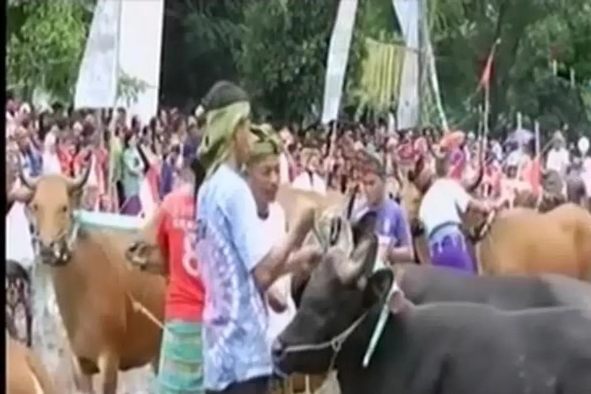 VIDEO: Tradisi Unik Malean Sapi di Lombok