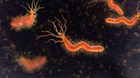 Ilustrasi Bakteri Helicobacter/Shutterstock.