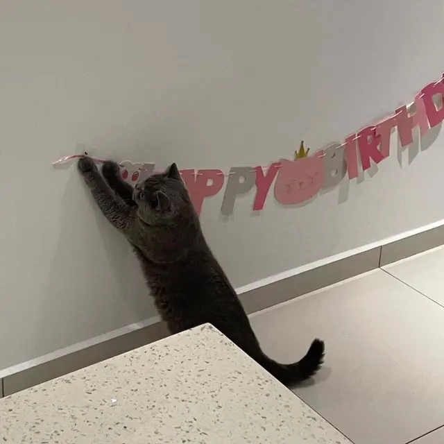 8 Potret Kucing saat Bantu Pemiliknya Kerja Ini Bikin Gemas