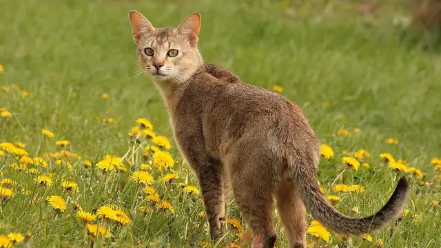 Berat Capai 8 Hingga 20 Kg, Ini Potret Ras Kucing Terbesar di Dunia