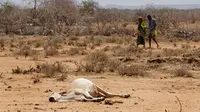 Seekor sapi tergeletak di Bandarero, Kenya, Jumat (3/3). Kenya kini tengah menghadapi kekeringan parah dan krisis pangan. (AP Photo / Ben Curtis)