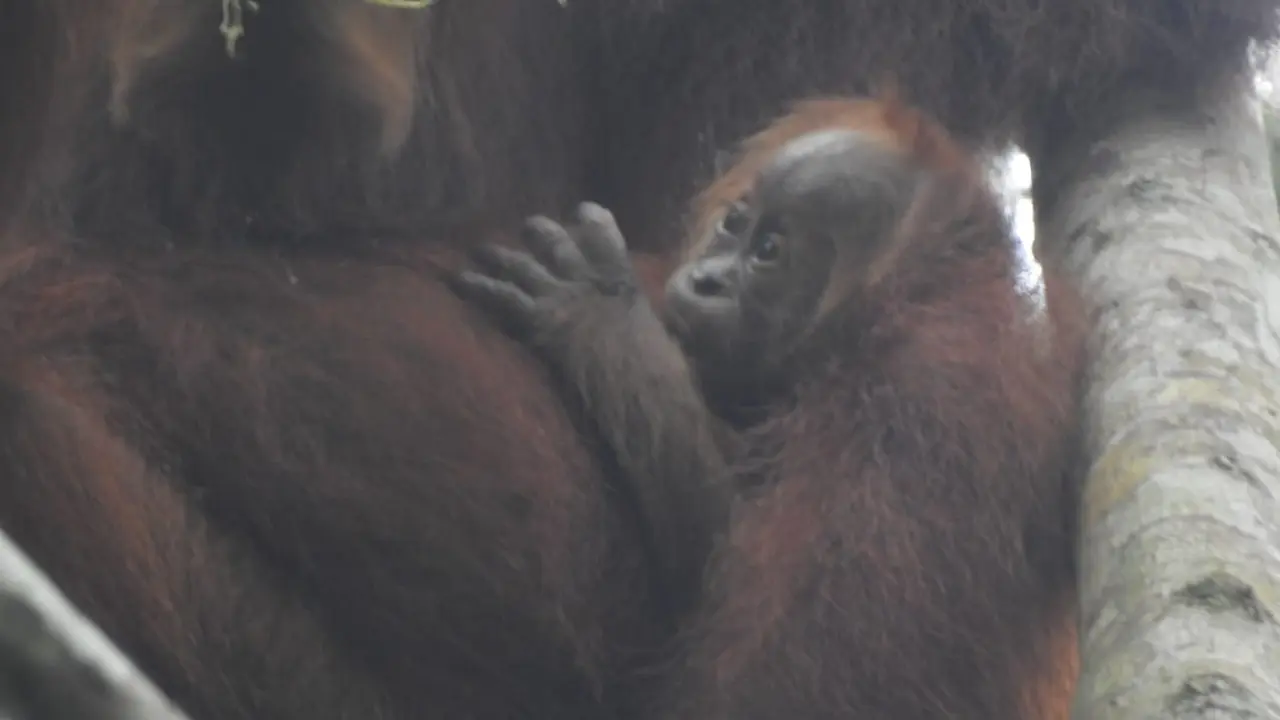 Orang Utan Sumatra