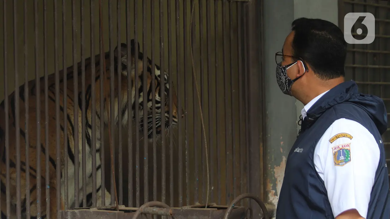 Dua Harimau di Ragunan Terpapar COVID-19