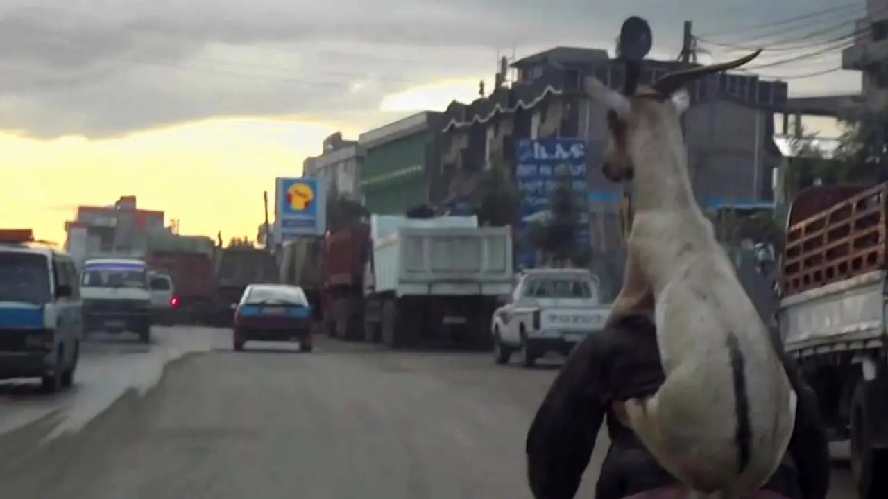 Kambing dibonceng naik sepeda. (NY Daily News)