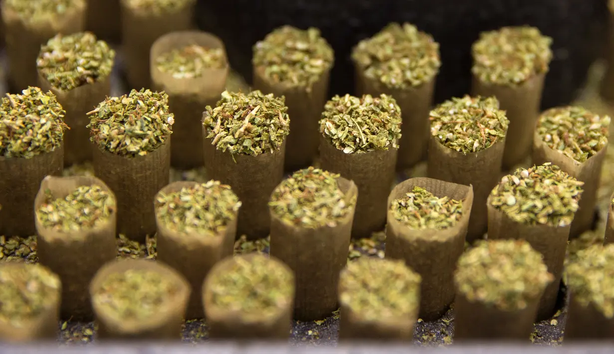 Lintingan rokok yang telah terisi penuh ganja di Breath Of Life, dekat Kfar Pines, Israel (9/3/2016). Israel telah melegalkan ganja dan mendukung penggunaan ganja untuk keperluan terapi kesehatan. (AFP Photo/Jack Guest)