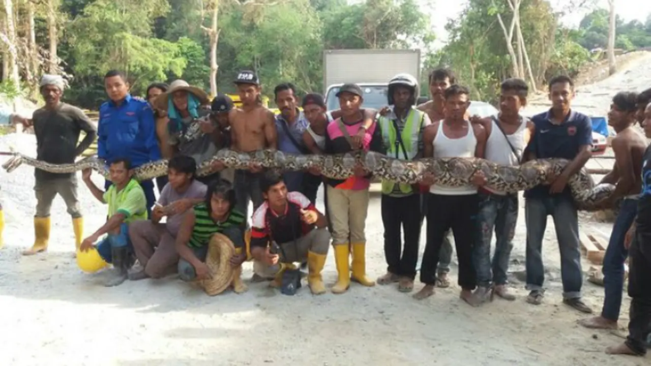 Ular Piton Raksasa dengan Berat 250 Kg Ditemukan 