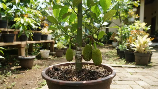Cara Membuat Pohon Nangka Pendek Tapi Cepat Berbuah