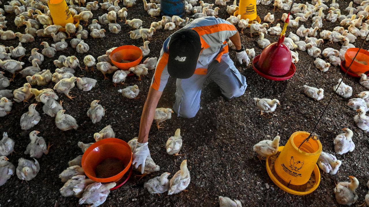 Pemeriksaan Kesehatan Unggas Antisipasi Flu Burung di Aceh Besar