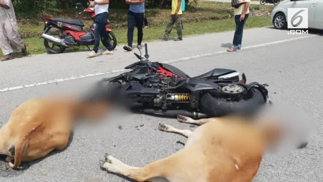 Seorang pengendara motor gede di Malaysia koma setelah menabrak dan diinjak-injak kawanan sapi.