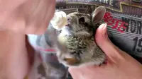 Seekor bayi kelinci tidak dapat menyembunyikan kebahagiaannya ketika menyusui dari botol. 