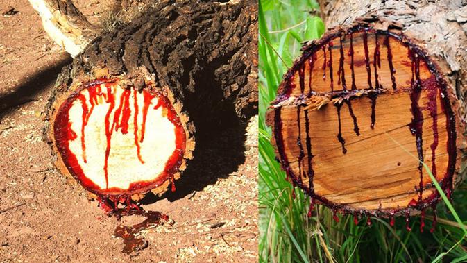 Misteri Pohon Yang Menangis Darah Citizen6 Liputan6 Com