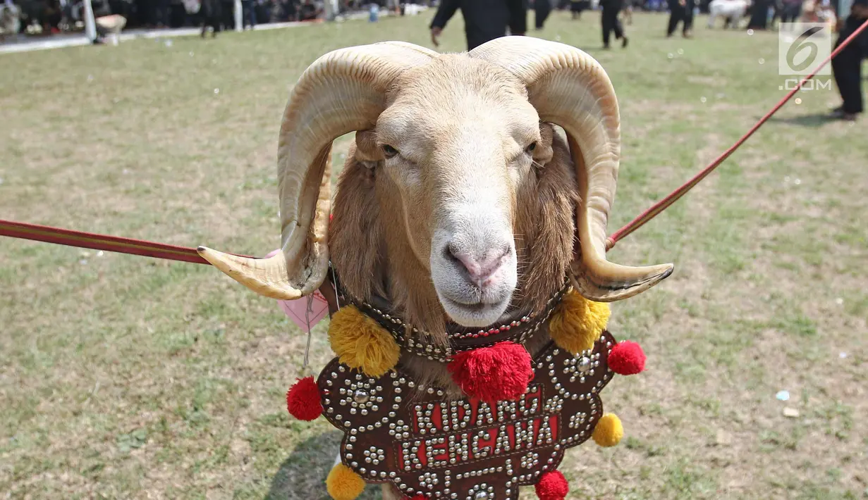 Seekor domba bersiap bertanding ketangkasan domba Garut dalam acara Jambore Peternakan Nasional 2017 di Buperta Cibubur, Jakarta, Sabtu (23/9). Ketangkasan domba Garut diikuti sebanyak 160 ekor domba. (Liputan6.com/Herman Zakharia)