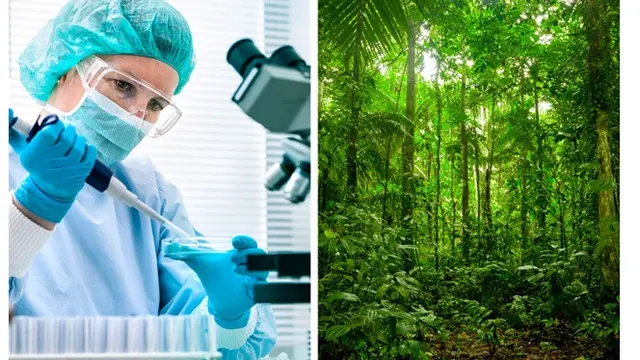 7 Dampak Jika Hutan Amazon Terbakar Sepenuhnya, 80% Sumber Makanan Dunia Punah