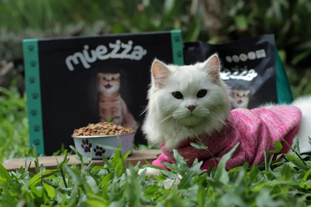 Sama-Sama Berasal dari Turki, Ini Perbedaan Kucing Turkish Van dan Turkish Anggora