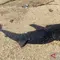 Misteri Anak Hiu Paus Mati di Kendari