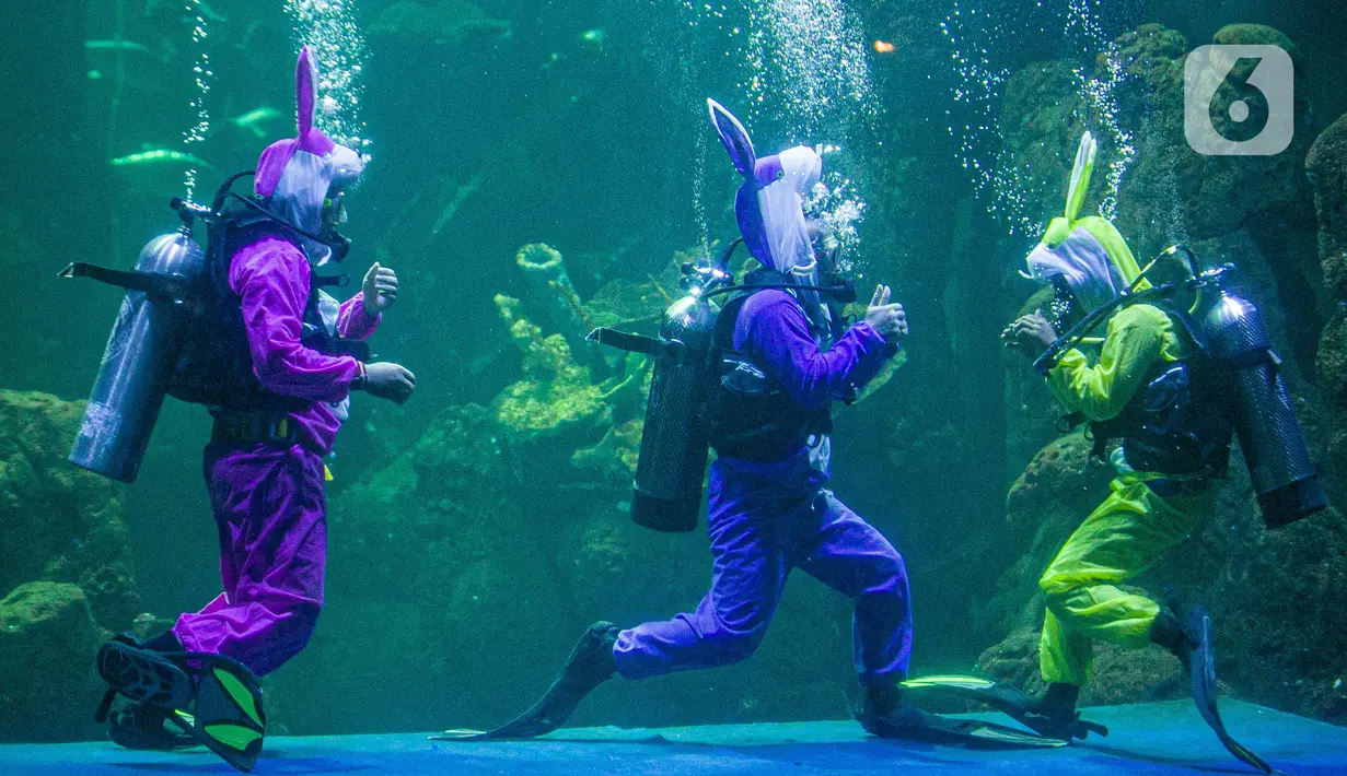 Sejumlah penyelam berkostum kelinci mementaskan drama teatrikal "Rabbit Underwater Show in Mission: Save the Ocean" di Sea World, Ancol, Jakarta, Selasa (30/3/2021). Pertunjukan digelar untuk mengedukasi warga dalam menjaga ekosistem laut dari sampah atau polusi laut. (Liputan6.com/Faizal Fanani)