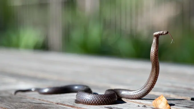 Merinding! Apa Arti Mimpi Ular Hitam Besar Dan Kecil? Pertanda Buruk?