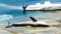 Bayi hiu putih yang terjebak di pasir berhasil selamat. Penyelamatan hiu diseret boat kembali ke air.