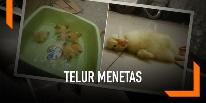 VIDEO: Niat Dimakan, 2 Lusin Telur Menetaskan Anak Bebek