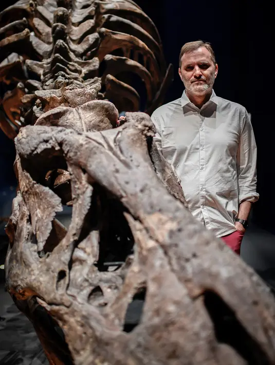 Ahli paleontologi, Ronan Allain berpose di depan kerangka dinosaurus Tyrannosaurus Rex di Museum Nasional Sejarah Alam Prancis di Paris, 1 Juni 2018. Setelah disusun, Trix memiliki tinggi sekitar 4 meter dan panjang 12,5 meter. (AFP/STEPHANE DE SAKUTIN)