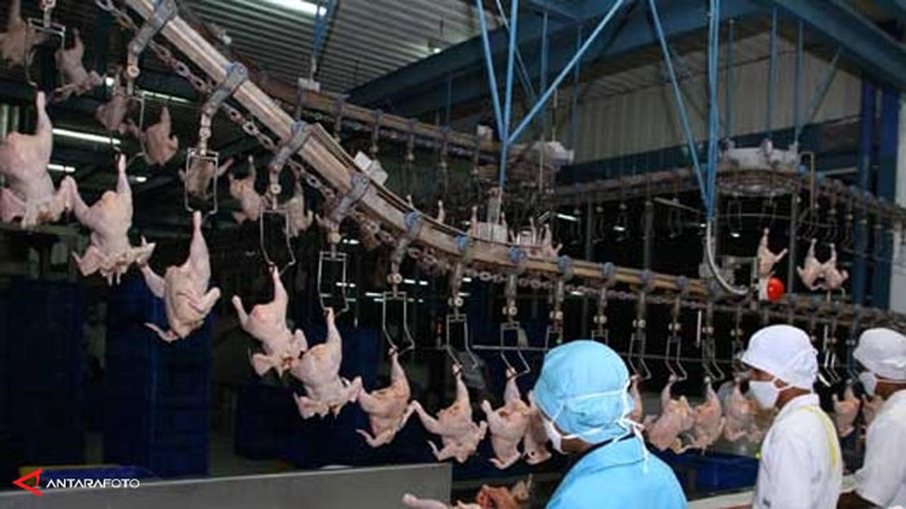 Sierad Produce Bangun Pabrik Pakan Ternak di Sulawesi