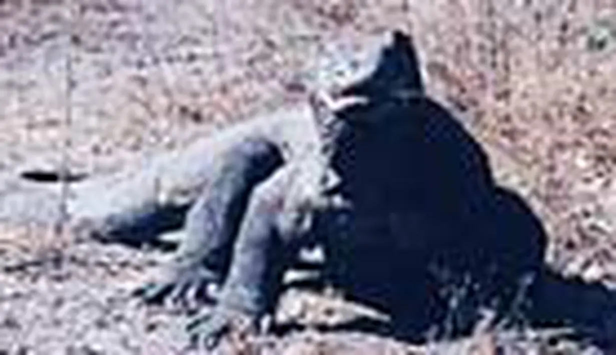 liputan6