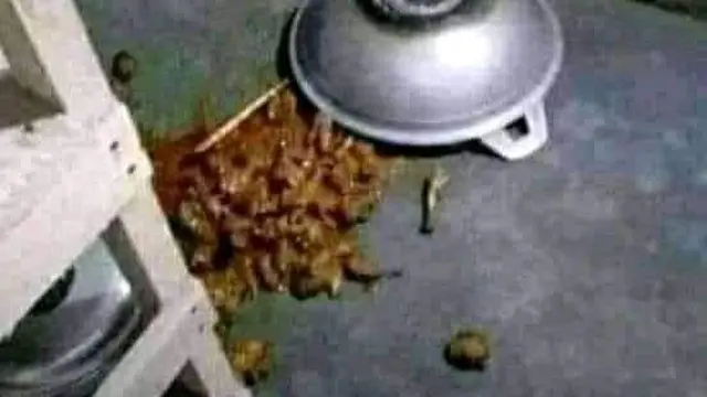 6 Momen Apes Makan Opor Ayam saat Lebaran Ini Bikin Elus Dada