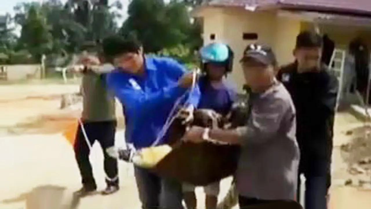 Segmen 3: Banjir di Pangkal Pinang Surut, Buaya Keluar Sarang