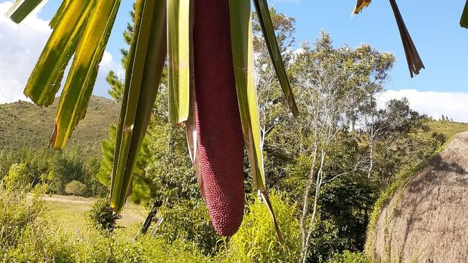 Berita Papua Terbaru Berita Manfaat Buah Merah Papua bagi Kesehatan Terbaru 