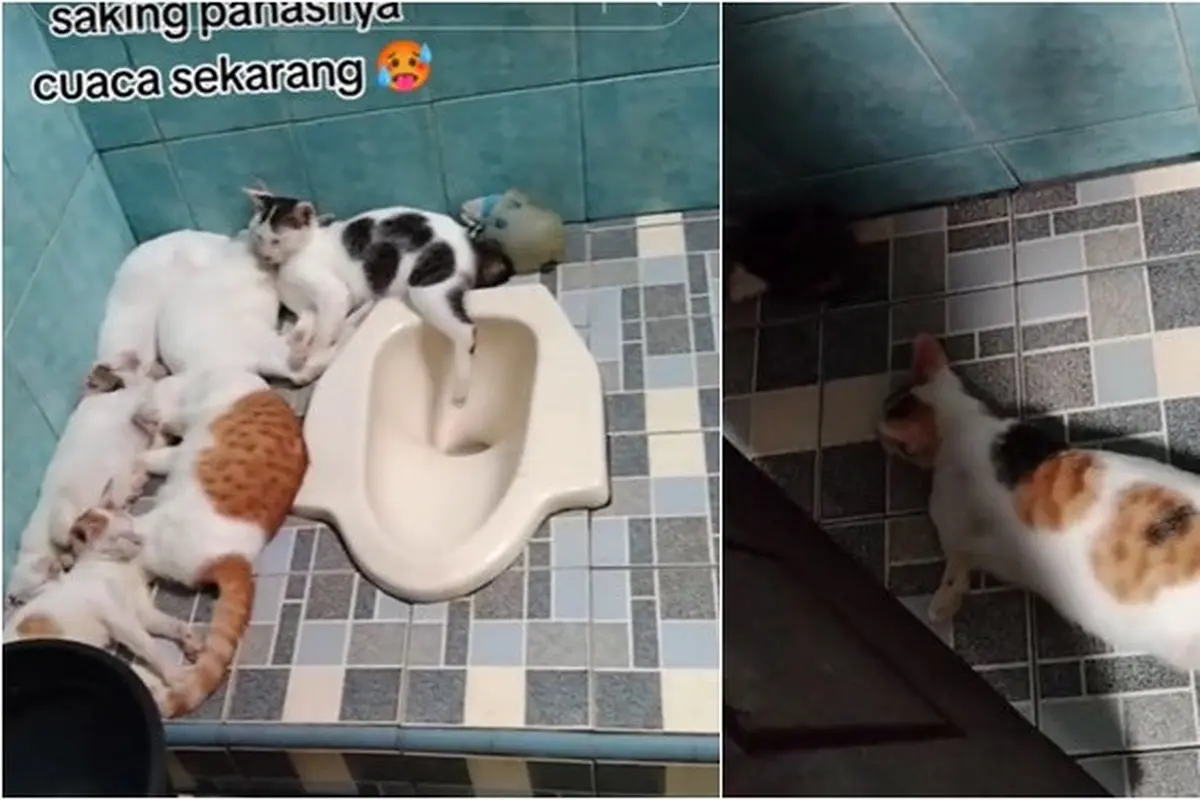 6 Potret Kucing Ngadem di Toilet Akibat Cuaca Panas, Santai Rebahan