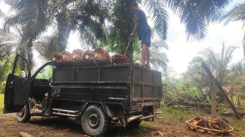 Pemuatan TBS sawit ke mobil untuk selanjutkan dibawa ke pabrik.