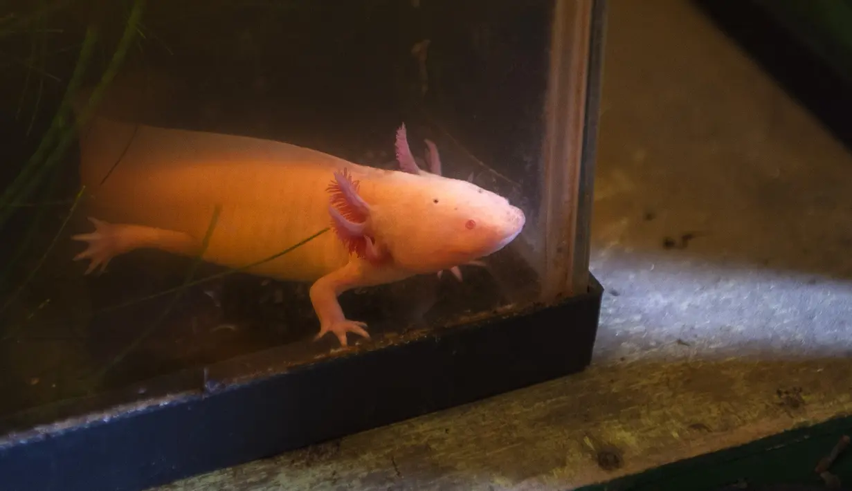 Seekor hewan sejenis amfibi Ajolote (Ambystoma mexicanum) berada dalam tangki ikan di pusat konservasi saat Ajolote Preservation Event di mana tindakan pelestarian spesies endemik yang terancam punah ini dibahas di Xochimilco, Mexico City, Meksiko, 16 Februari 2022. (CLAUDIO CRUZ/AFP)