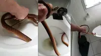 Ular pohon berbisa yang ditemukan di toilet. (Gold Coast Snake Catchers)