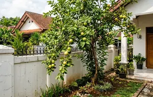 China Lirik Jambu Biji Muda Jadi Teh, Kaya Senyawa Bioaktif