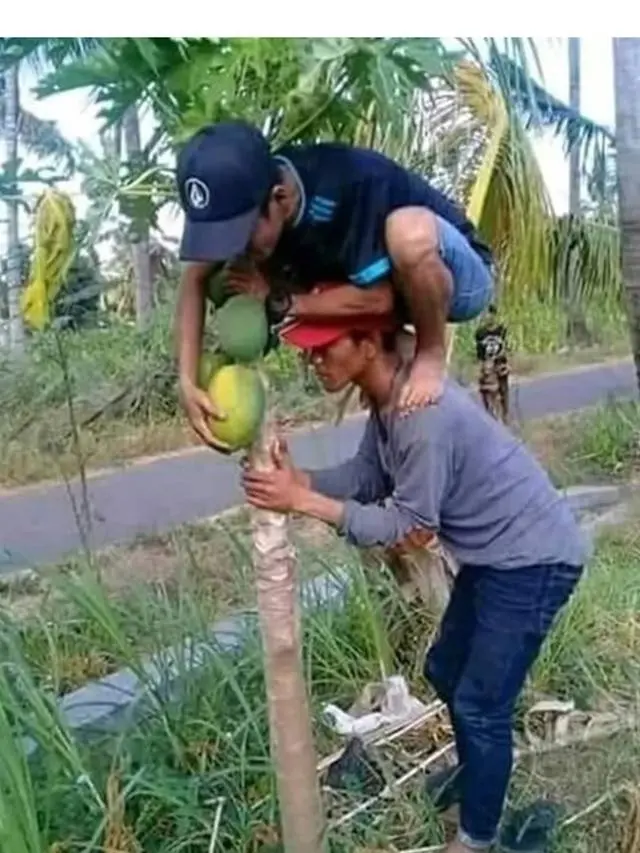 6 Tingkah Orang Petik Pepaya Ini Bikin Ngakak, Nyeleneh