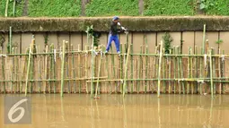 Turap dari bambu terlihat di Bantaran Kali Ciliwung, Jakarta, Jumat (5/8). Pemasangan turap dari bambu sepanjang 600 meter tersebut untuk menahan dinding tanah yang kerap longsor. (Liputan6.com/Gempur M Surya)