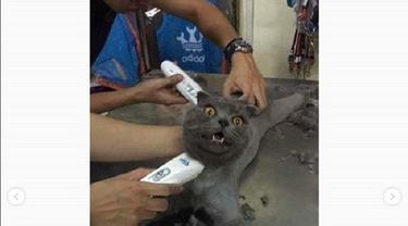 Aksi kucing ngambek ini jadi viral (foto: @omgindonesia.id)