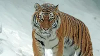 40 Tiger Quotes to Bring Out Strength and Ferocity Inside You