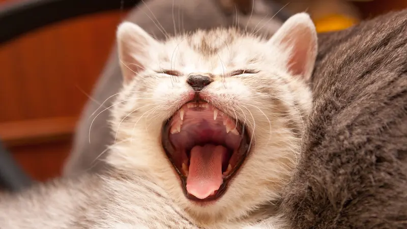 8 Fakta Lidah Kucing yang Perlu Diketahui Semua Cat Lovers