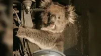 Koala bersembunyi dibalik roda depan mobil di Australia (Fox5 Vegas)