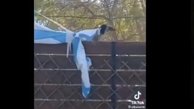 Viral Video Burung Gagak dan Kucing Berusaha Copot Bendera Israel