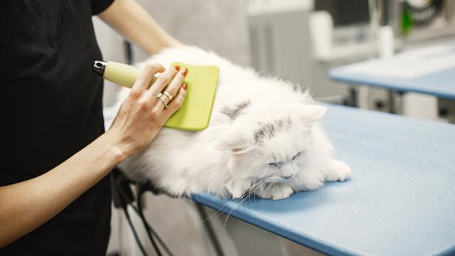 Cat Grooming