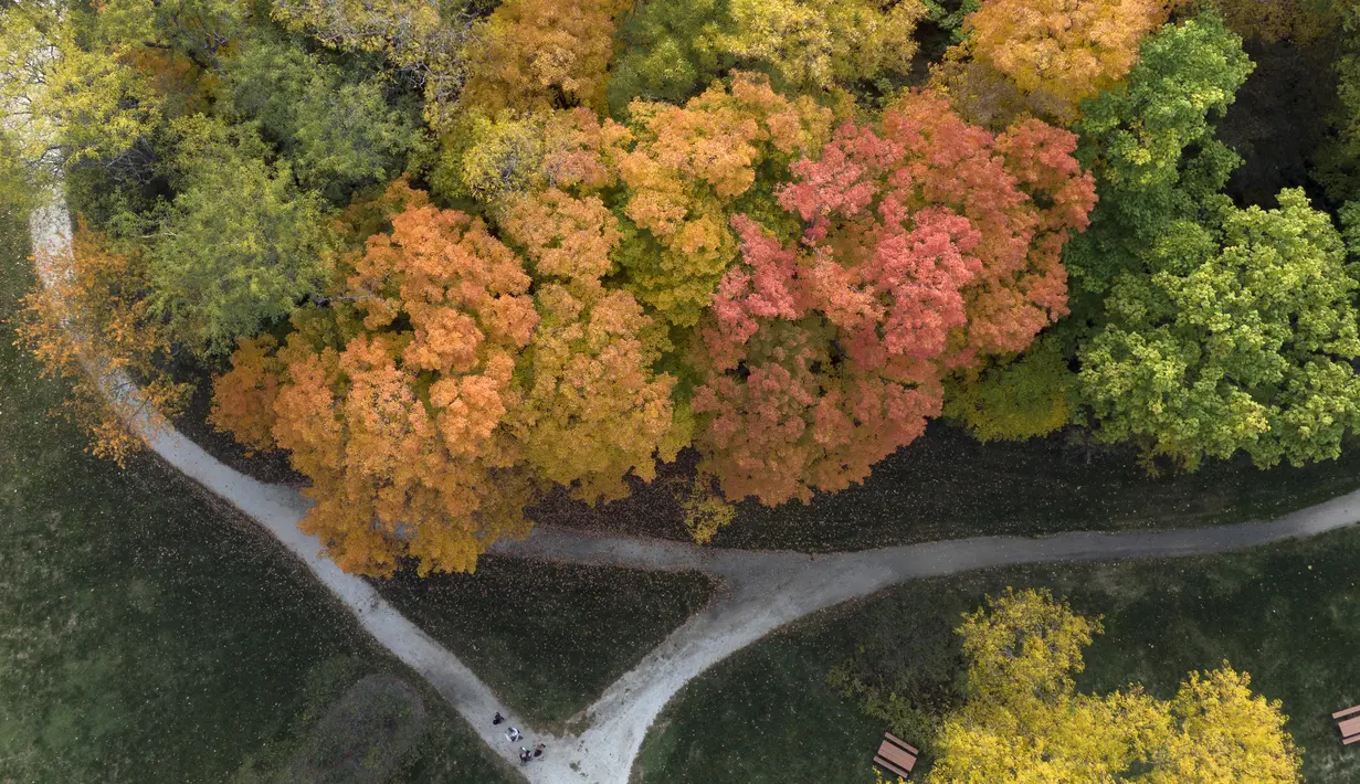 Dalam gambar yang diambil dengan drone ini memperlihatkan warna-warni pepohonan saat musim gugur di Citizen's Park, Barrington, Illinois, Amerika Serikat, 12 Oktober 2020. (Mark Welsh/Daily Herald via AP)