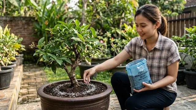 Cara Mengerdilkan Pohon Jambu Air agar Cepat Berbuah Meski Ditanam di Pot