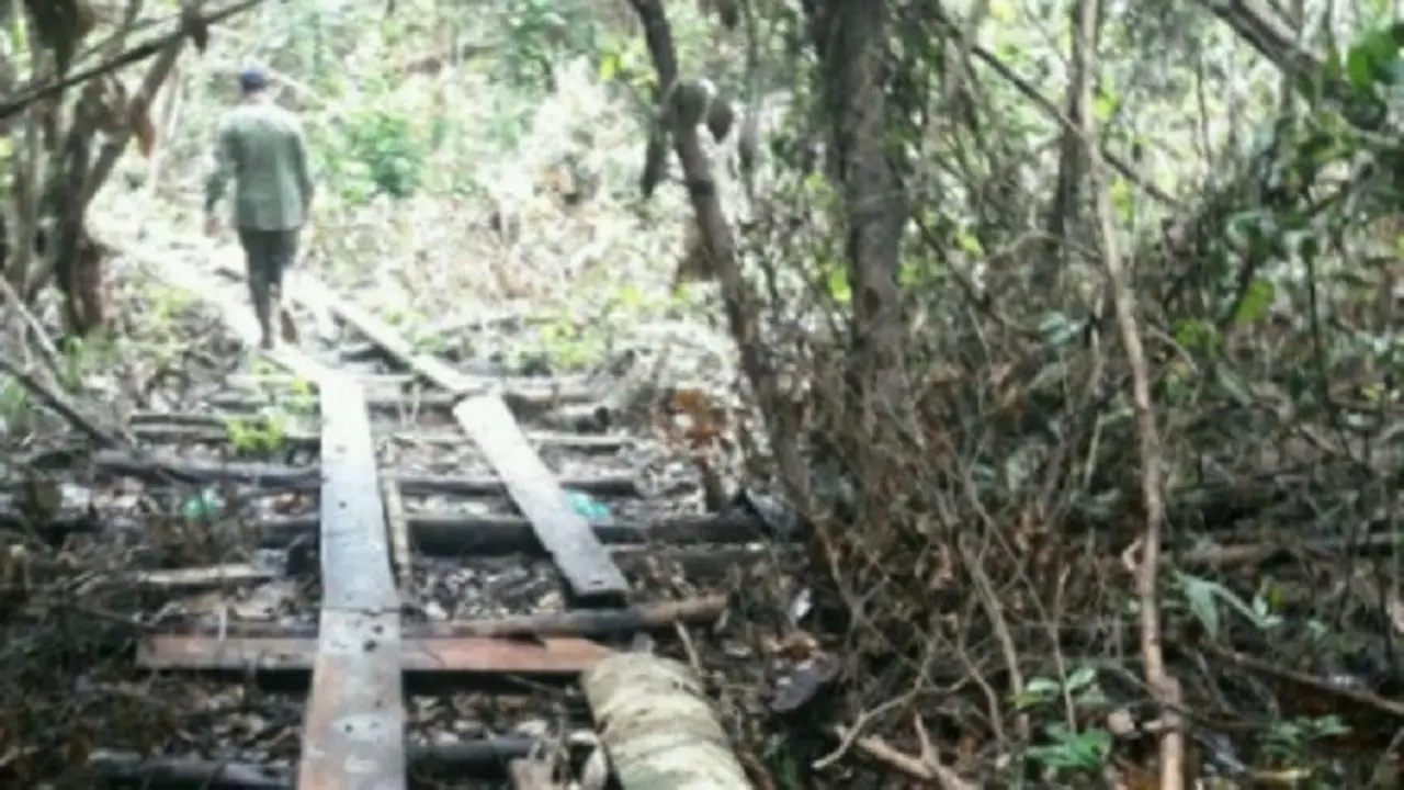 Kayu Pembalak Liar Lalu Lalang di Pintu Masuk Hutan Satu-Satunya