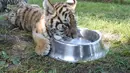 Bayi harimau Siberia meminum air di Taman Harimau Siberia Hengdaohezi di Kota Hailin, China (17/7/2020). Para staf menyediakan sejumlah kolam dan makanan yang disiapkan secara khusus bagi harimau Siberia untuk mengantisipasi udara musim panas yang menyengat. (Xinhua/Zhang Chunxiang)