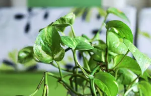 9 Tanaman Herbal Merambat untuk Pergola Kayu, Estetik dan Kaya Manfaat