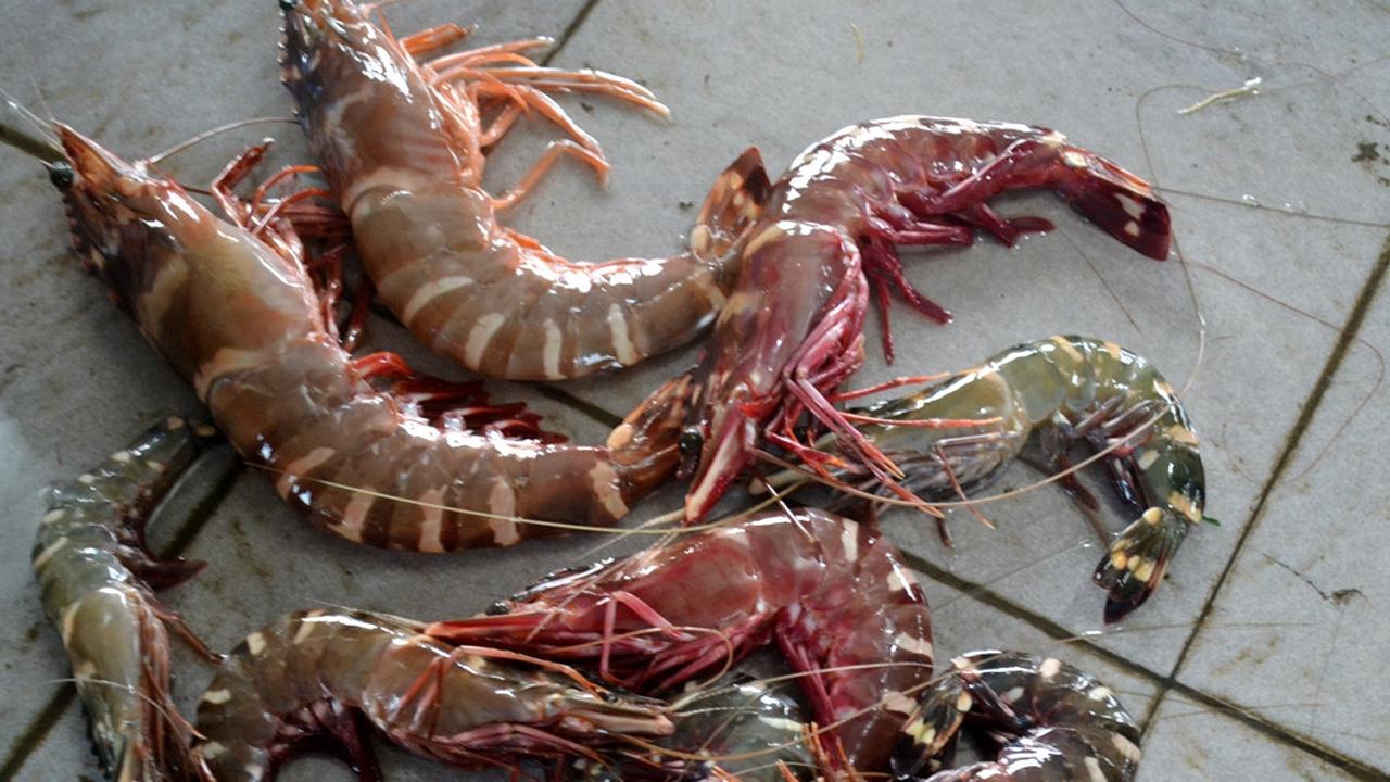 Lobster dan udang Tiger hasil tangkapan nelayan. (Foto: Liputan6.com/Muhamad Ridlo)