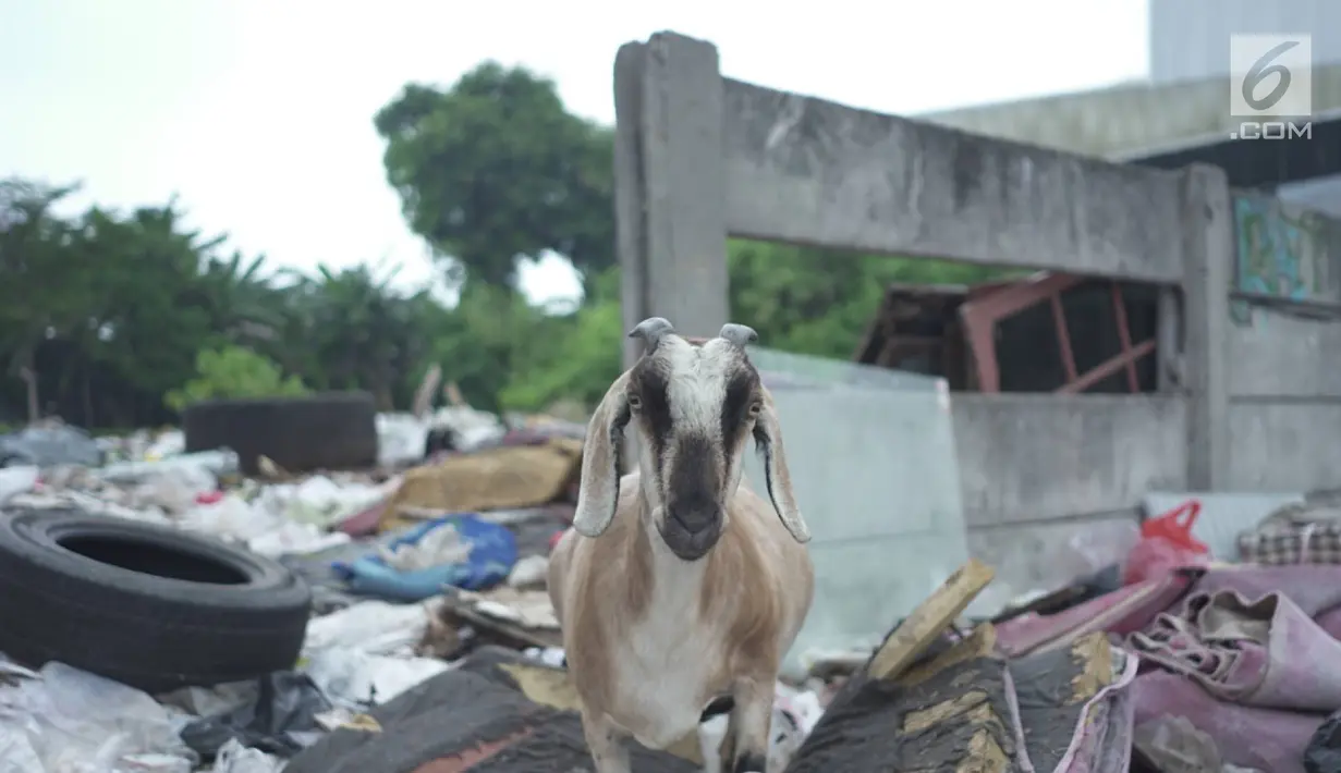 Seekor kambing mencari makanan di tempat pembuangan sampah di kawasan Sunter, Jakarta, Rabu (8/5). Sulitnya mencari rumput di Ibukota menyebabkan para peternak terpaksa membiarkan hewan-hewan tersebut mengais makanan tidak pada tempatnya. (Liputan6.com/Immanuel Antonius)